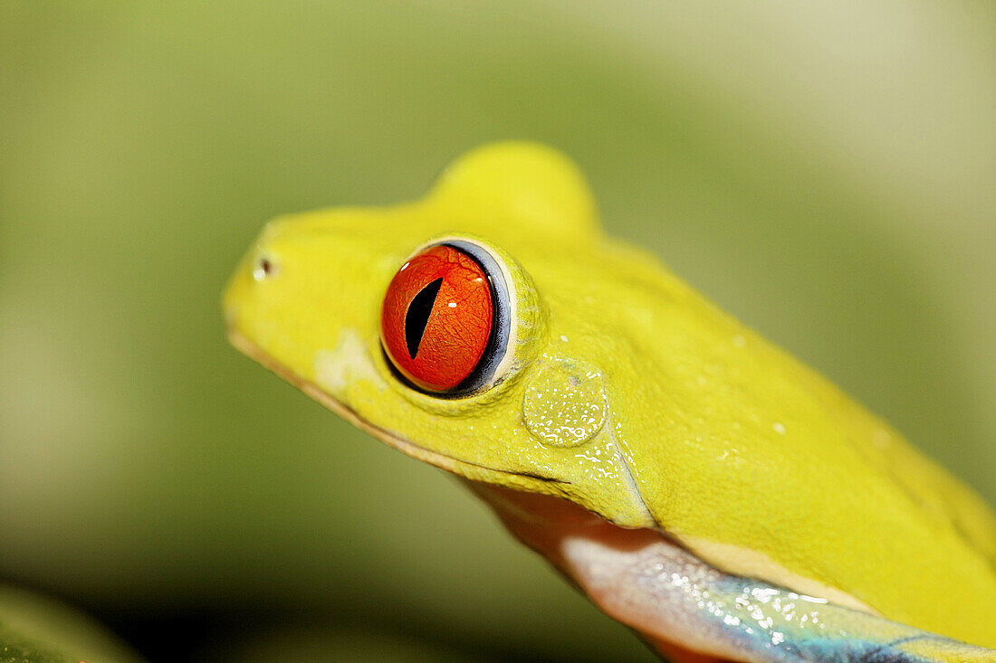 Red-eyed Treefrog (Agalychnis callidryas), Costa Rica