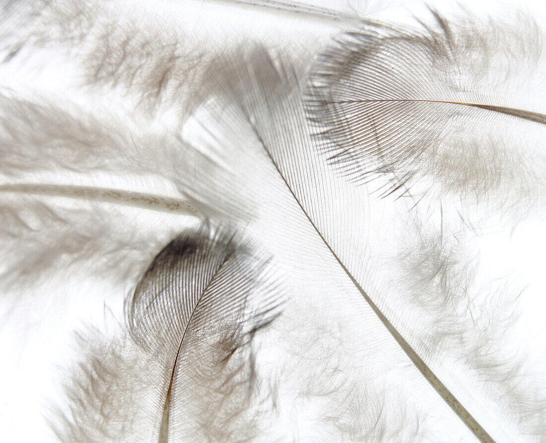 Feathers