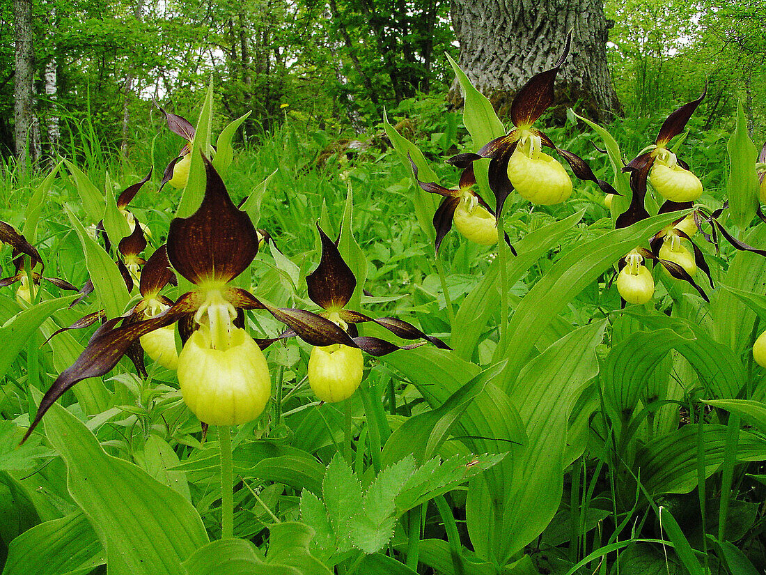 Ladies Slippers (Cypripedium calceolus). Laelatu, Matsalu reserve. Estonia