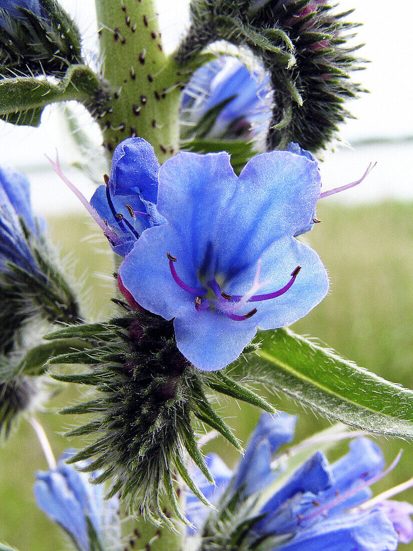 Viper s Bugloss (Echium vulgare)