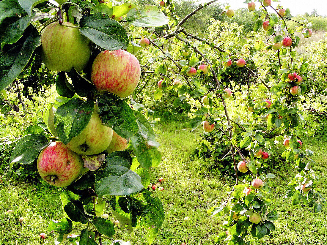  Apfel, Äpfel, Apfelbaum, Apfelbäume, Aussen, Außen, Baum, Bäume, Ernährung, Farbe, Feld, Felder, Frucht, Früchte, Hängen, Hängend, Hängende, Horizontal, Land, Landbau, Landwirtschaft, Nahrung, Nahrungsmittel, Natur, Obst, Obstbaum, Obstbäume, Tageszeit, 