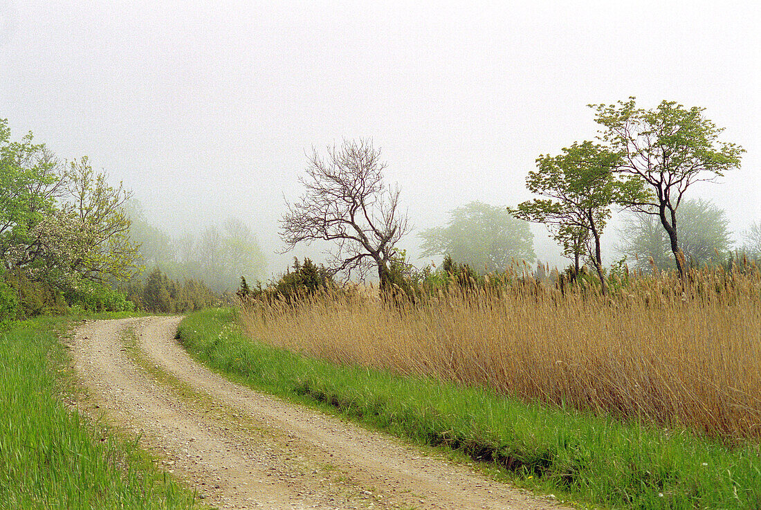 Misty road in West-Estonia