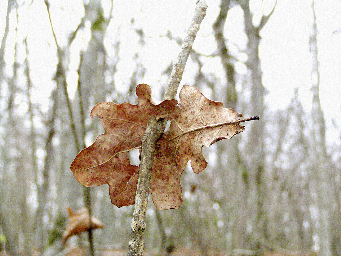  Aussen, Außen, Baum, Bäume, Blatt, Blätter, Detail, Details, Eins, Farbe, Getrocknet, Herbst, Horizontal, Jahreszeit, Jahreszeiten, Konzept, Konzepte, Nahaufnahme, Nahaufnahmen, Natur, Pflanze, Pflanzen, Tageszeit, Trocken, Verwelken, Wald, Wälder, Werk,