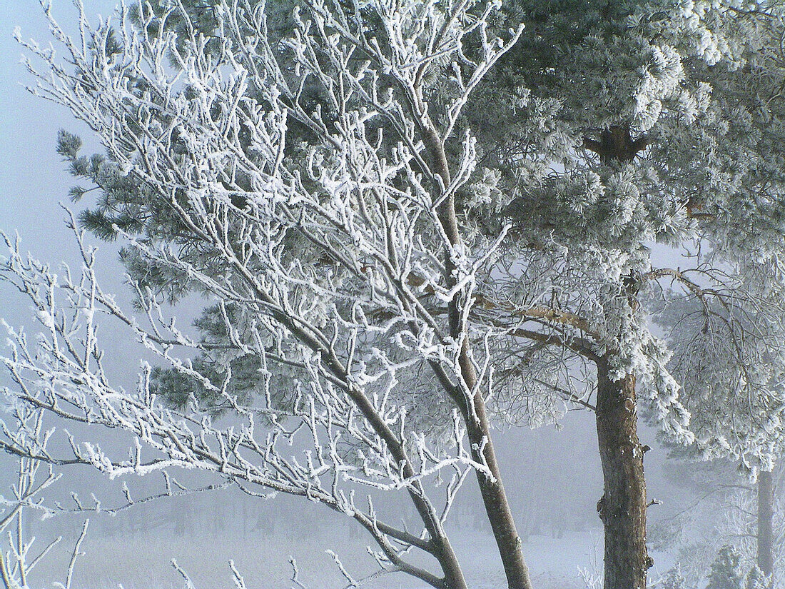 Trees at Puhtu-Laelatu-Nehatu reserve, Matsalu National Park. West Estonia