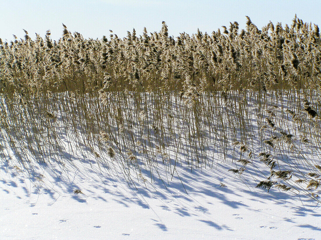 Grass and snow at Puhtu-Laelatu-Nehatu reserve, Matsalu National Park. West Estonia