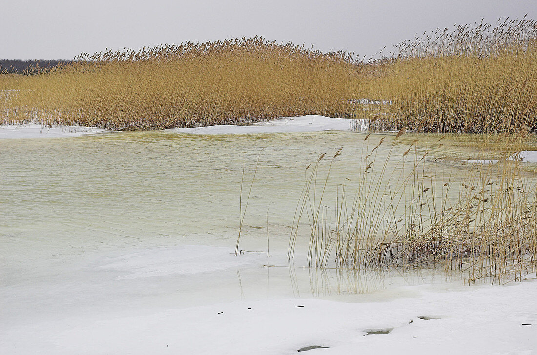  Calm, Calmness, Cold, Coldness, Color, Colour, Covered, Daytime, Deserted, Exterior, Grass, Grasses, Nature, Outdoor, Outdoors, Outside, Peaceful, Peacefulness, Plant, Plants, Quiet, Quietness, Reed, Reeds, Scenic, Scenics, Season, Seasons, Shore, Shores