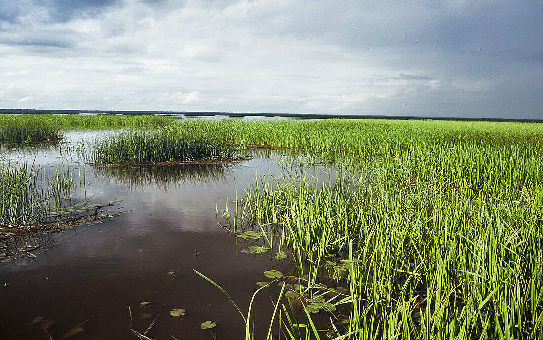  Aquatic plant, Aquatic plants, Blue, Calm, Calmness, Color, Colour, Daytime, Ecosystem, Ecosystems, Exterior, Green, Horizon, Horizons, Landscape, Landscapes, Nature, Nobody, Outdoor, Outdoors, Outside, Peaceful, Peacefulness, Quiet, Quietness, Scenic, S