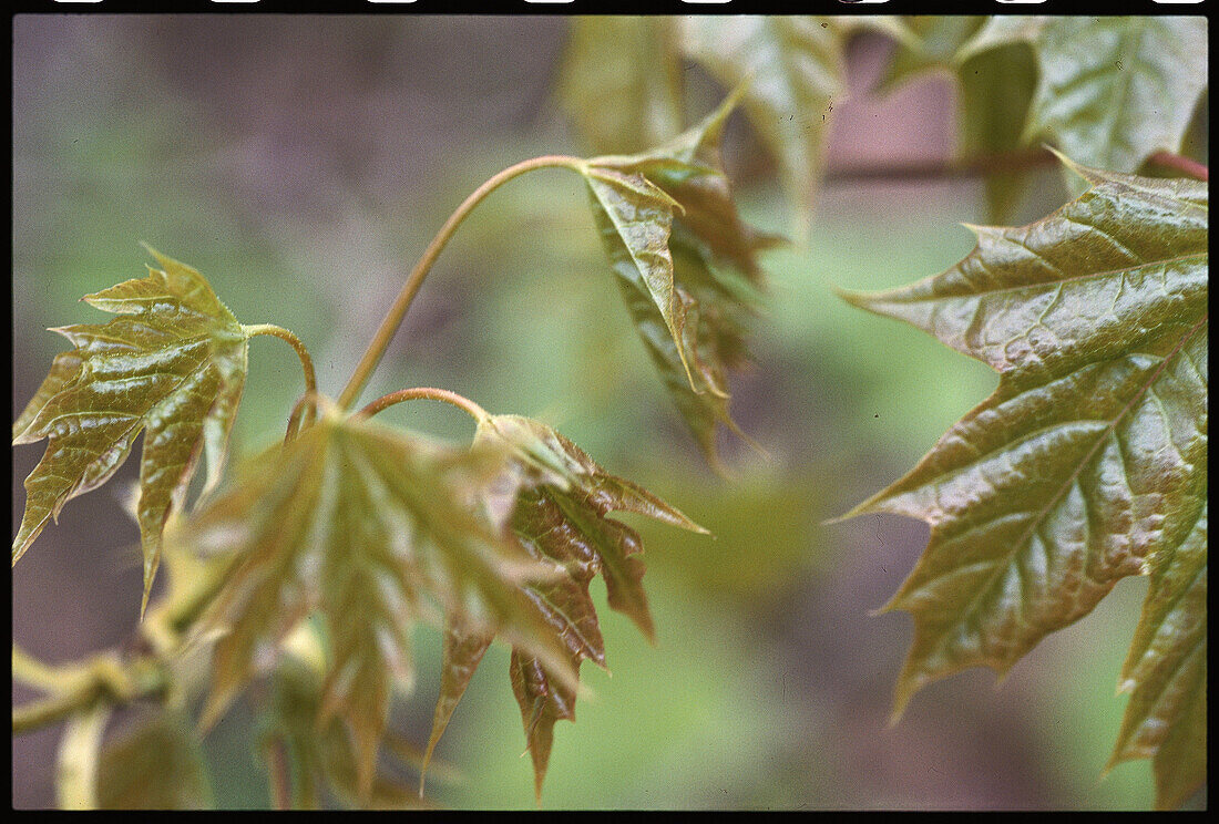 Opening leaves of Maple tree (Acer sp.). Bavaria. Germany