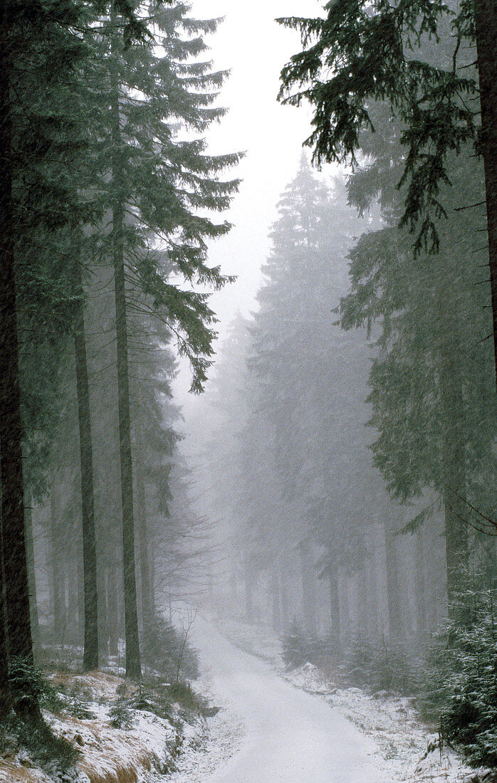 Norway Spruces (Picea abies) forest. Bavaria. Germany
