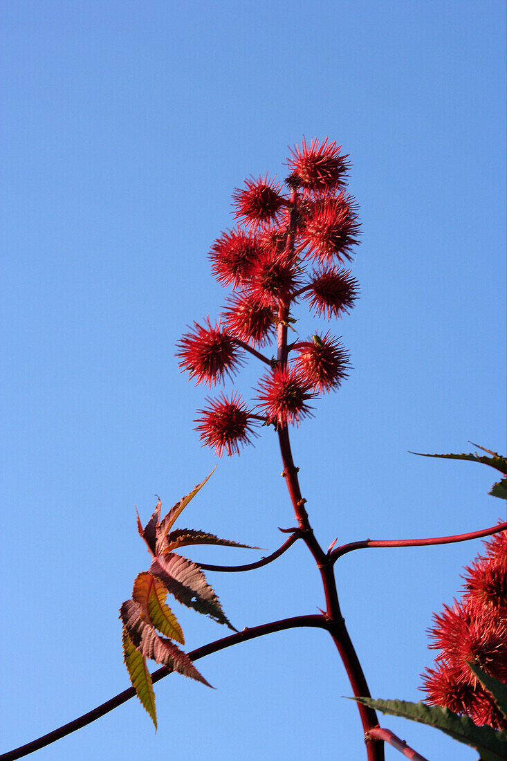 Paxoi, Trieb eines Wunderbaumes, Ricinus communis