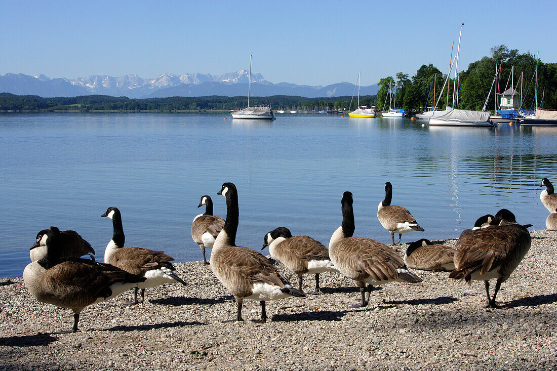 Gänse stehen am Ufer in der Sonne, Strandbad Tutzing, Starnberger See, Bayern, Deutschland