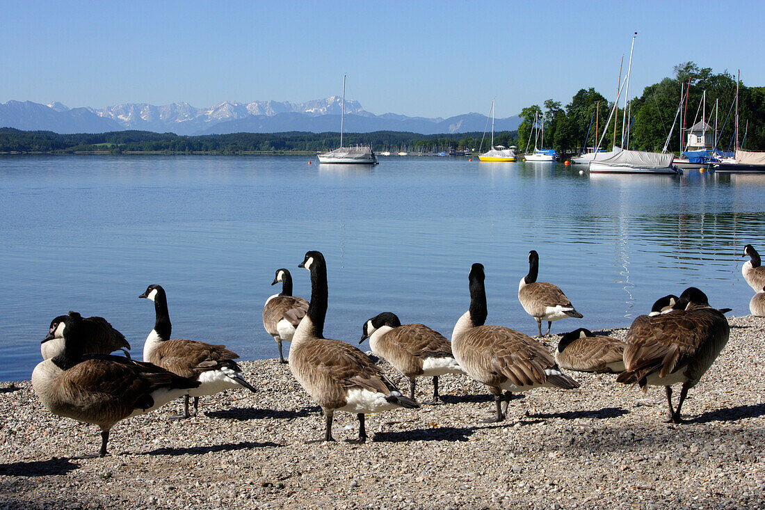 Geese standing at the shore in the sunlight, lido of Tutzing, Lake Starnberg, Bavaria, Germany