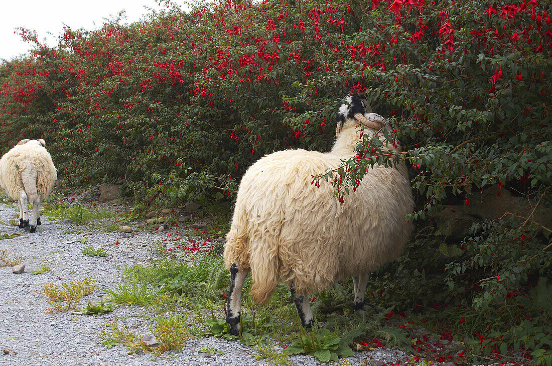 Außenaufnahme, Schaf beim Irish Famine Visitor Centre, Halbinsel Dingle, County Kerry, Irland, Europa