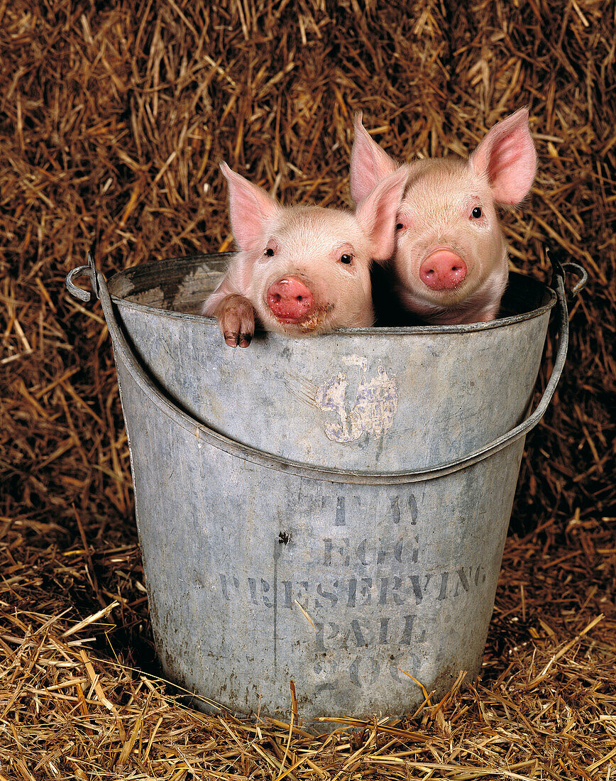 Piglets in a feed bucket