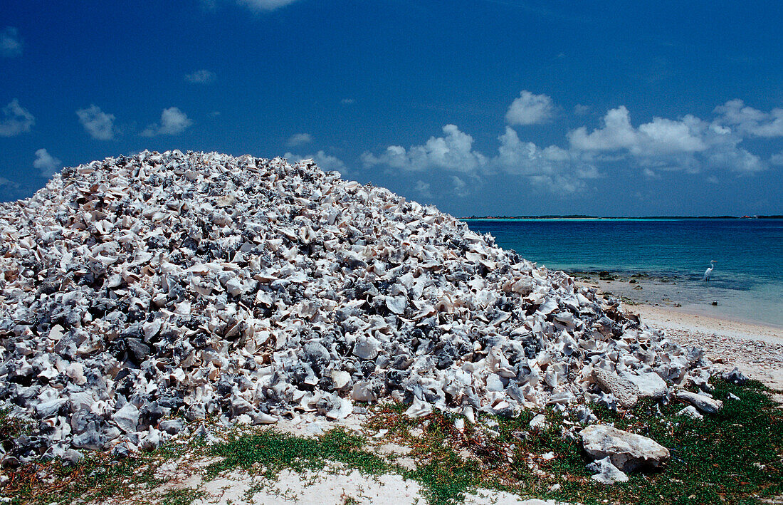 Conch-Gehaeuse am Strand, Niederlaendische Antillen, Bonaire, Bonaire
