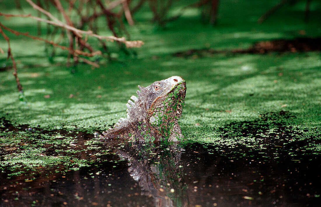 Gruener Leguan im Wasser, Iguana iguana, Niederlaendische Antillen, Bonaire, Bonaire, Washington Slagbaai Nationalpark, Pos Mangel