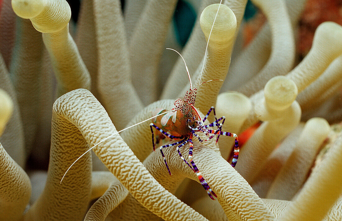 Spotted cleaner shrimp in anemone, Periclimenes yucatanicus, Netherlands Antilles, Bonaire, Caribbean Sea