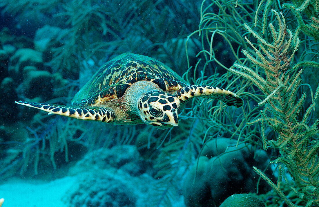 Hawksbill sea turtle, Eretmochelys imbricata, Martinique, French West Indies, Caribbean Sea