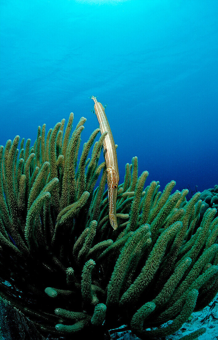 Atlantik-Trompetenfisch, Trompetenfisch, Aulostomus maculatus, Niederlaendische Antillen, Bonaire, Karibik, Karibisches Meer