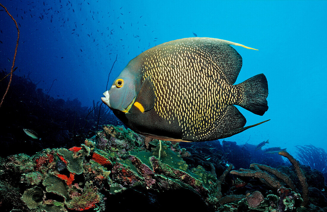 Franzosen-Kaiserfisch, Pomacanthus paru, Martinique, Kleine Antillen, Karibik, Karibisches Meer