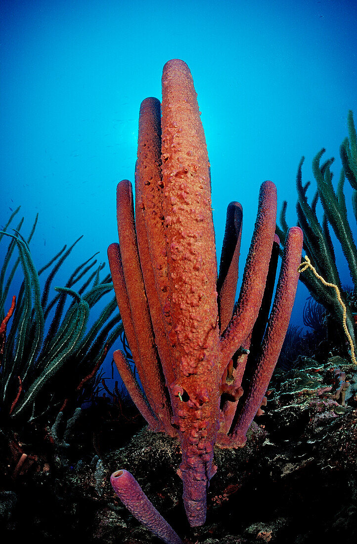 Roter Roehrenschwamm, Aplysina archeri, Niederlaendische Antillen, Bonaire, Karibik, Karibisches Meer