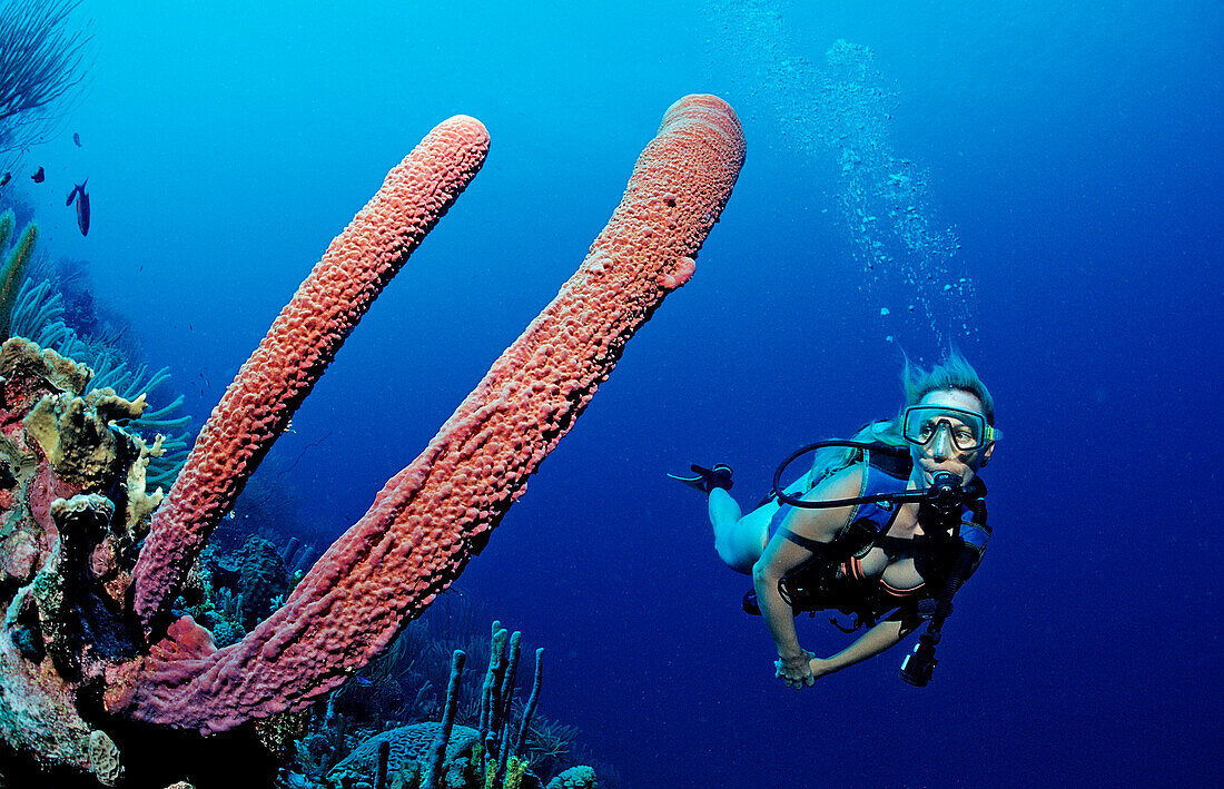 Scuba diver and Lavender Stovepipe sponge, Aplysina archeri, Netherlands Antilles, Bonaire, Caribbean Sea