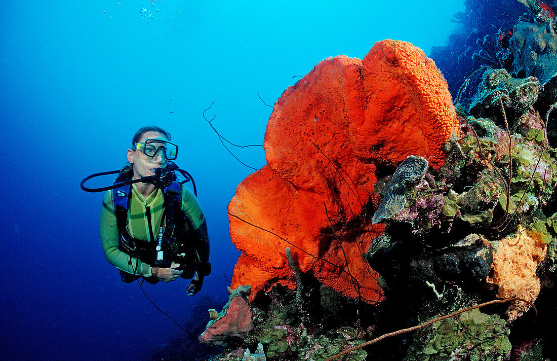 Scuba diver and Orange Elephant Ear Sponge, Agelas clathrodes, Martinique, French West Indies, Caribbean Sea