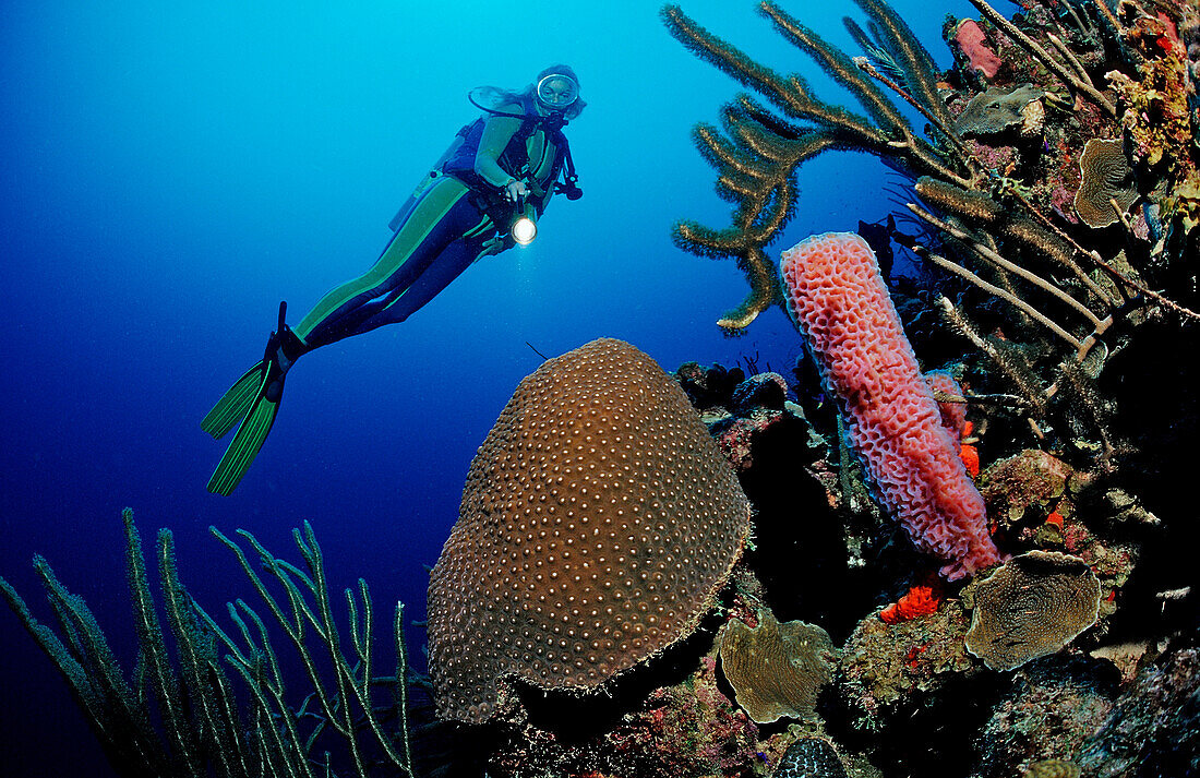 Scuba diver and coral reef, Netherlands Antilles, Bonaire, Caribbean Sea