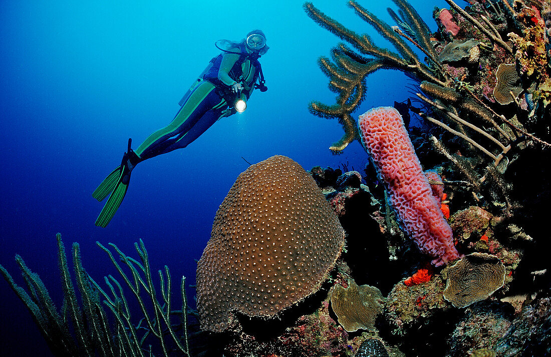 Taucher und Korallenriff, Niederlaendische Antillen, Bonaire, Karibik, Karibisches Meer