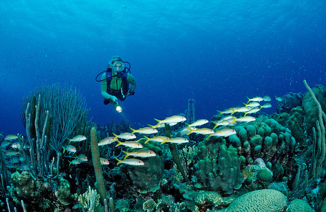 Scuba diver and Yellow Goatfishes, Mulloidichthys martinicus, Netherlands Antilles, Bonaire, Caribbean Sea