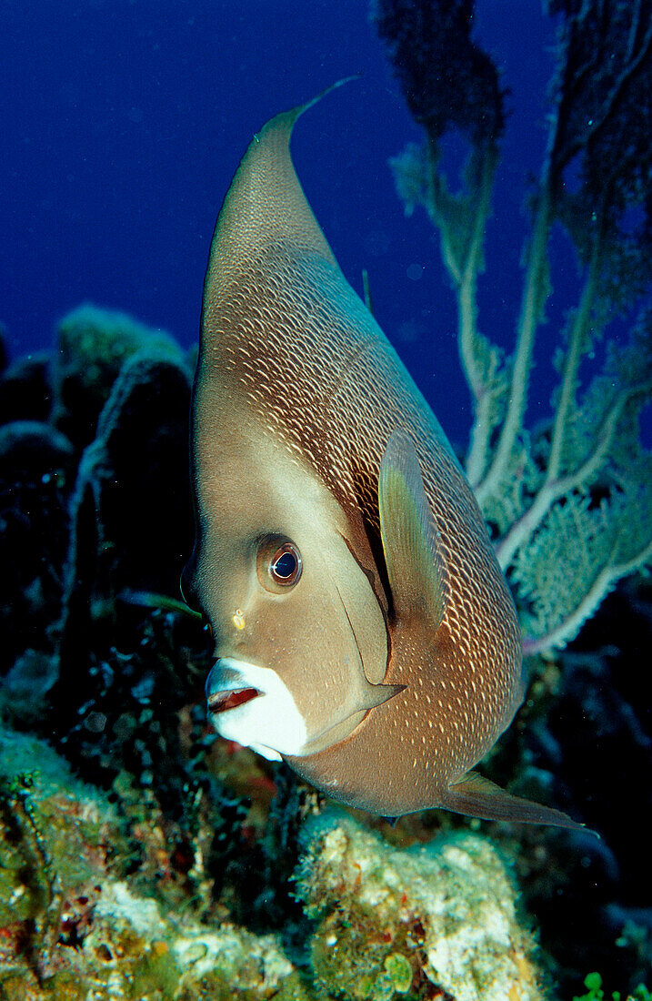 Grey Angelfish, Pomacanthus arcuatus, Netherlands Antilles, Bonaire, Caribbean Sea