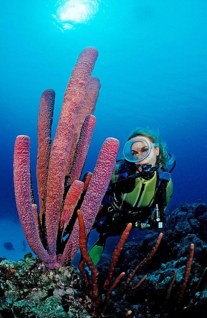 Scuba diver and Lavender Stovepipe sponge, Aplysina archeri, Saint Lucia, French West Indies, Caribbean Sea