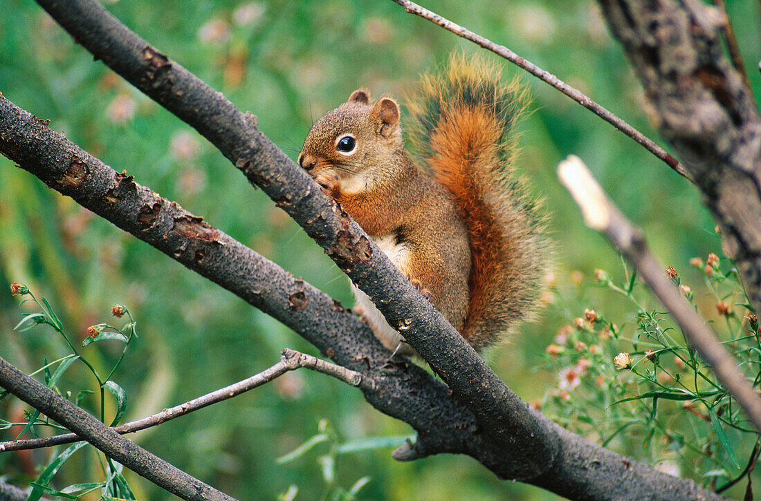 Red Squirrel (Tamiasciurus hudsonicus). Réserve National de Faune du Cap Tourmente. Quebec. Canada