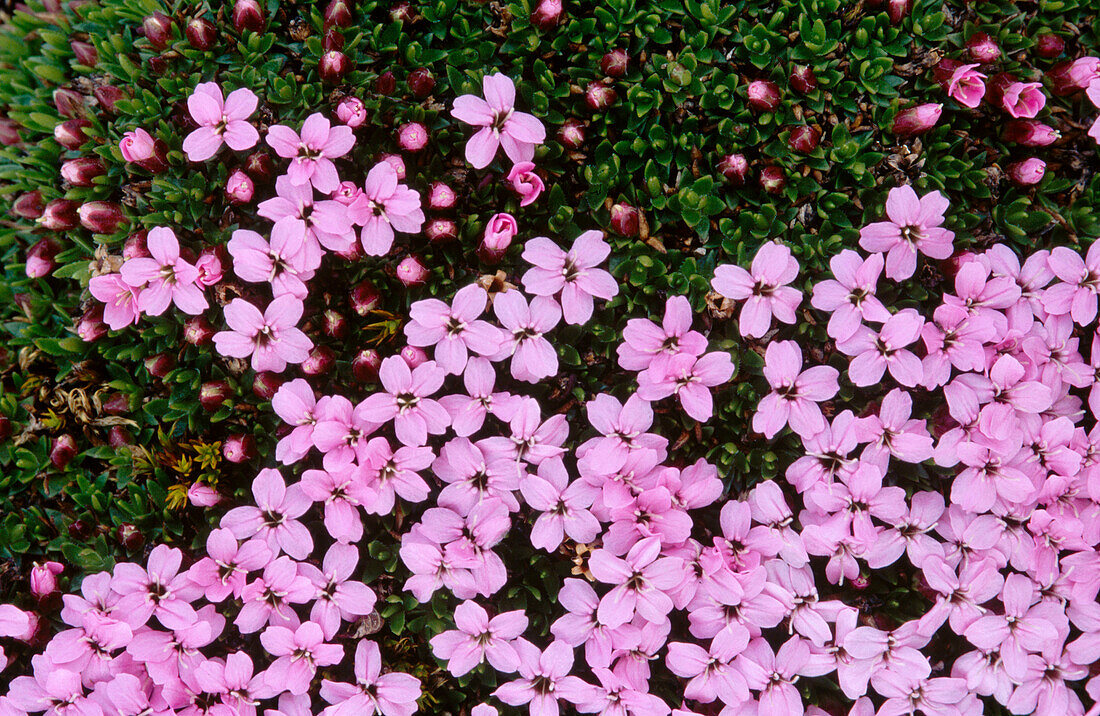 Moss Campion (Silene acaulis)