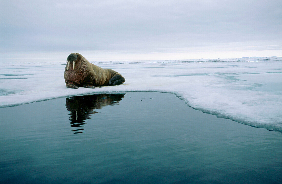 Walrus (Odobenus rosmarus) in Svalbard. Norway
