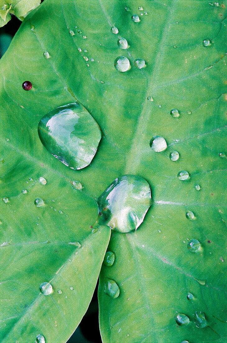 Moisture condensation on leaf. El Cielo biosphere Reserve. Tamaulipas. Mexico.