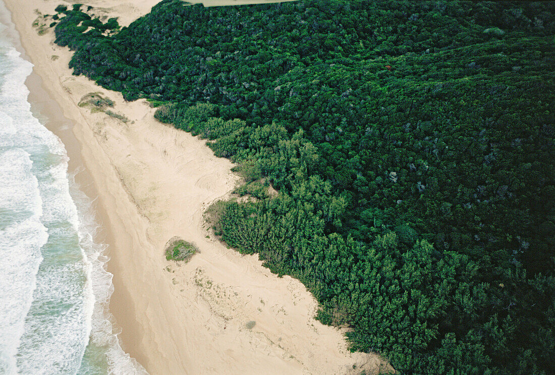 Kobi Bay coastal forest. Maputaland. South Africa.