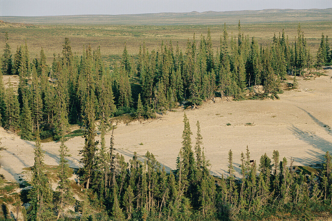 Boreal forest limit with tundra. Northwest Canada.