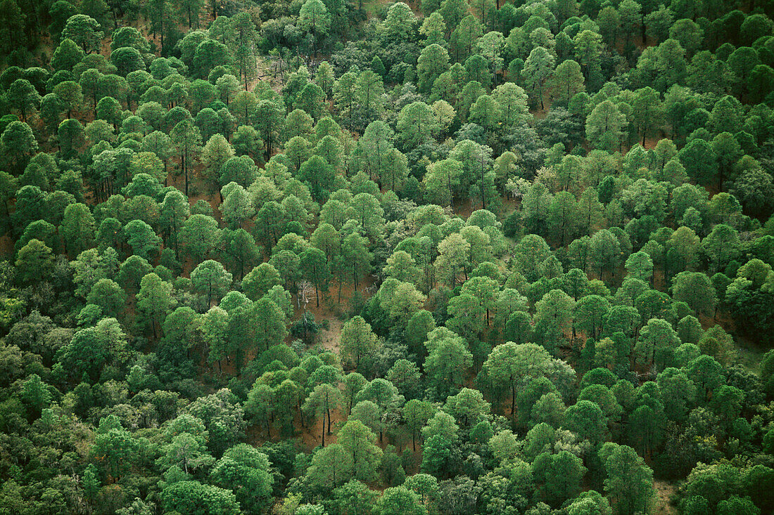Pine forest. Altas Cimas Reserve. Sierra Madre. Tamaulipas. Mexico.