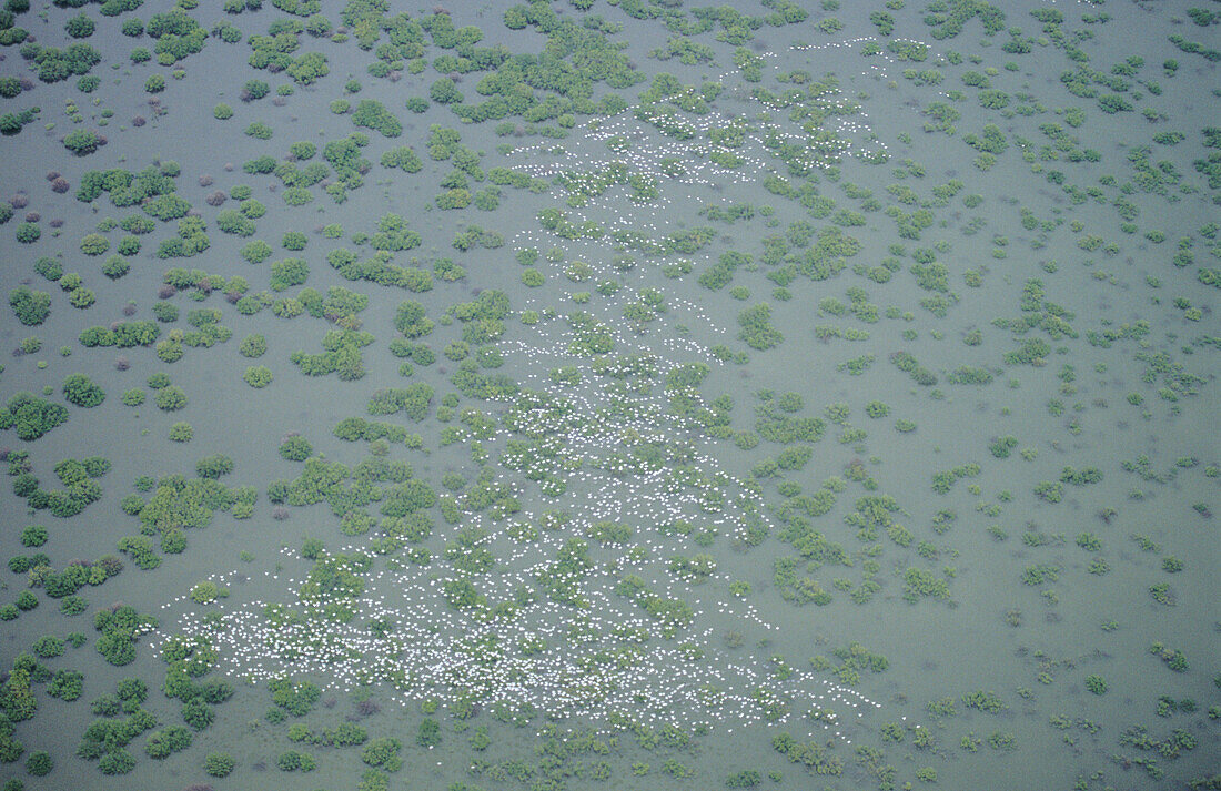 Snow and blue geese (Chen caerulescens). Tamaulipas. Mexico.