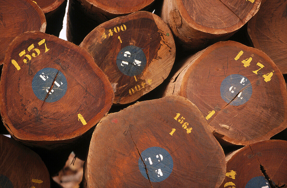 Tropical lumber forestry. Gabon