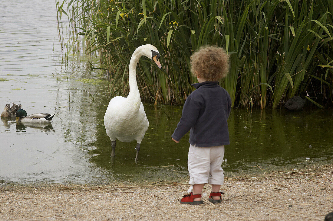 Two year old boy standing feeding a swan the same size as him.
