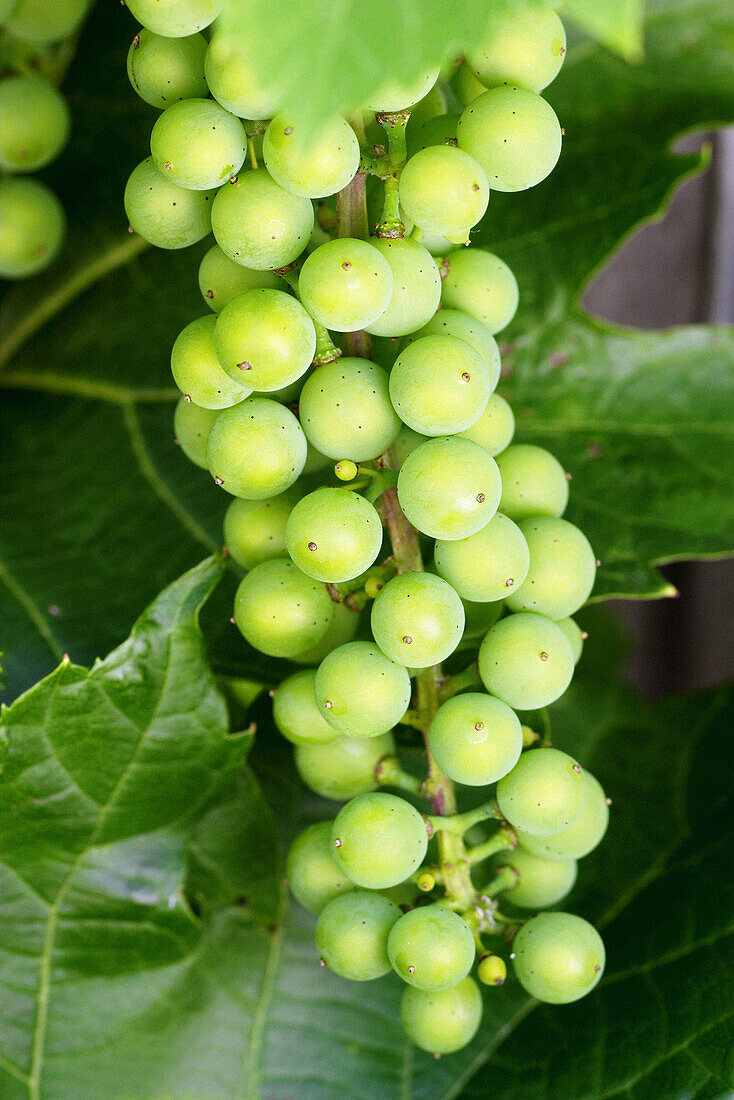 Bunch of grapes on vine. Long Grove, Illinois. USA