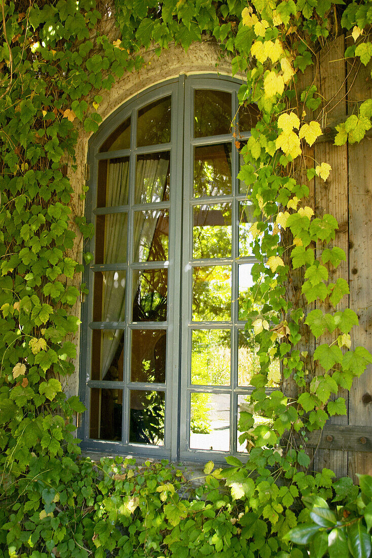 Arched window with grape vines growing around, Caymus vineyard. Napa Valley. California, USA