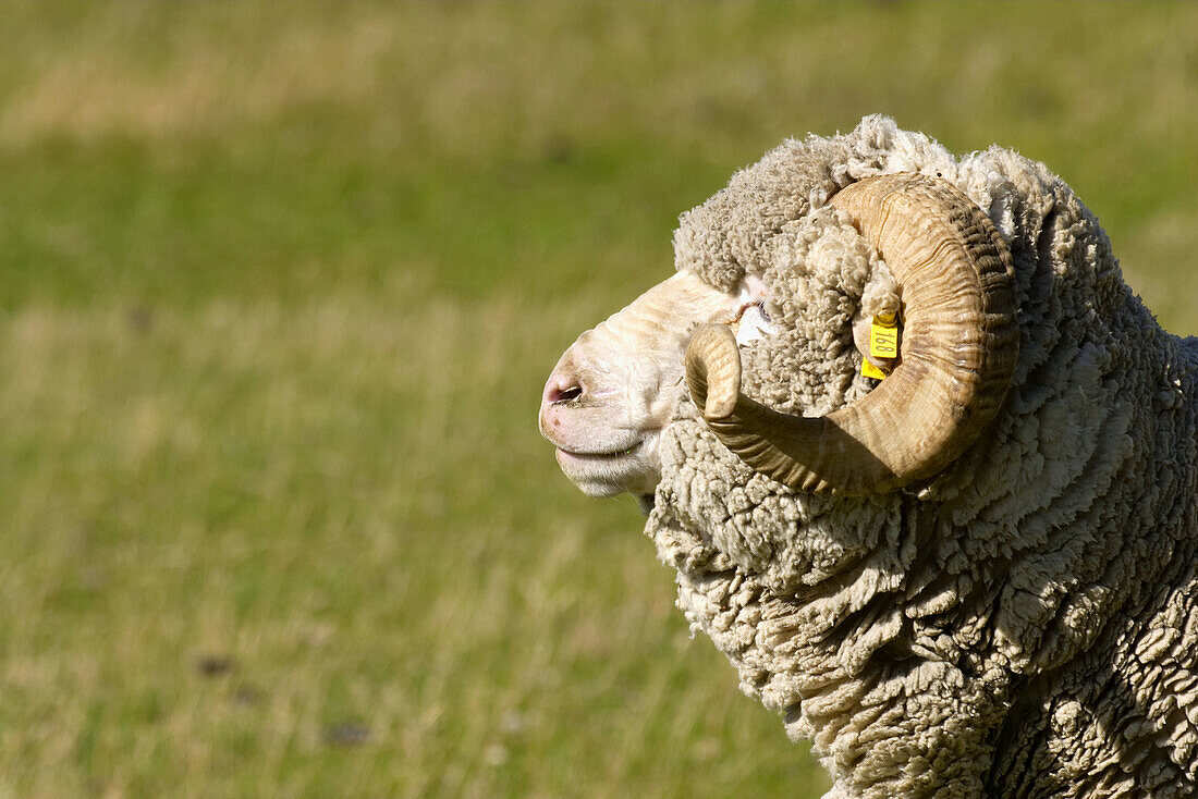 Saxon merino sheep in pasture, side view. New Zealand