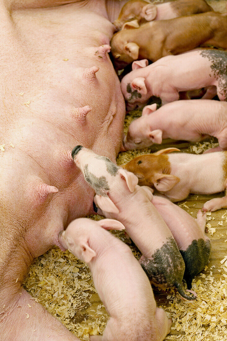 Several piglets in row nursing sow, pen at Lake County Fair, summer Grayslake. Illinois. USA