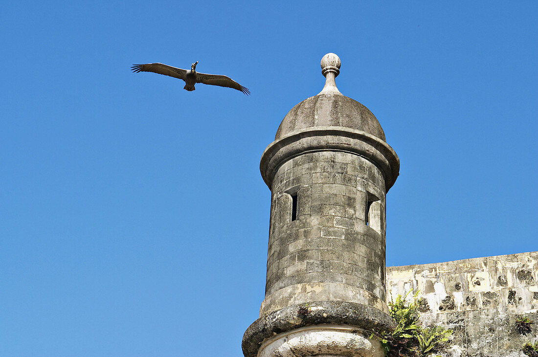 Puerto Rico, San Juan. City walls built in 1630, guard tower, pelican in flight
