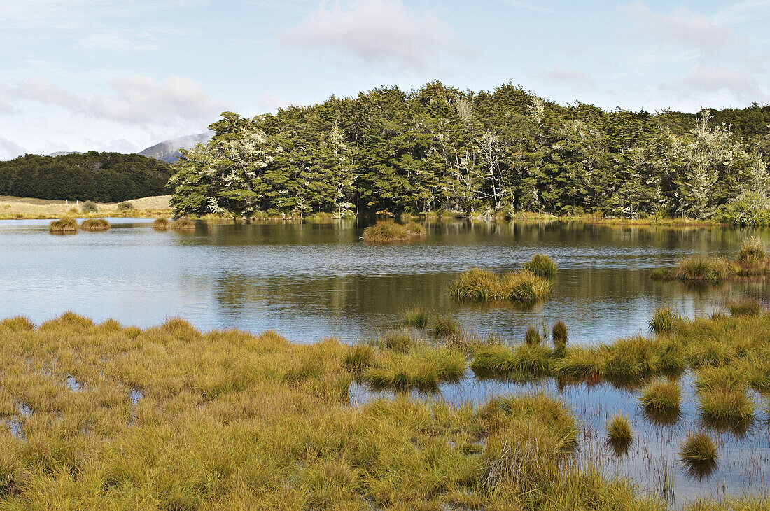 New Zealand. South Island. Mavora Lakes Park, Te Wahipounamu/South , West New Zealand World Heritage Area, tussock grasslands, pine trees. Film location of The Lord of the Rings