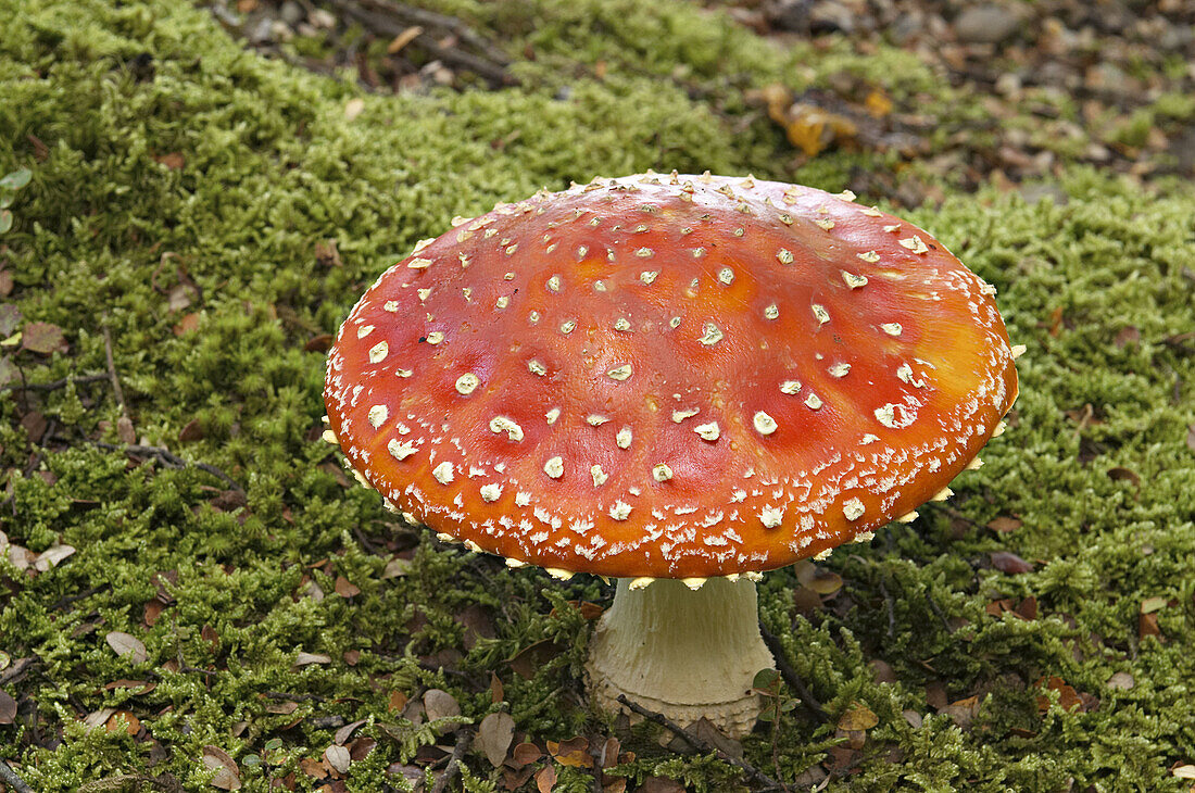 New Zealand. South Island. Colorful red mushroom on forest floor, Amanita muscaria, Fly agaric, poisonous fungi. .
