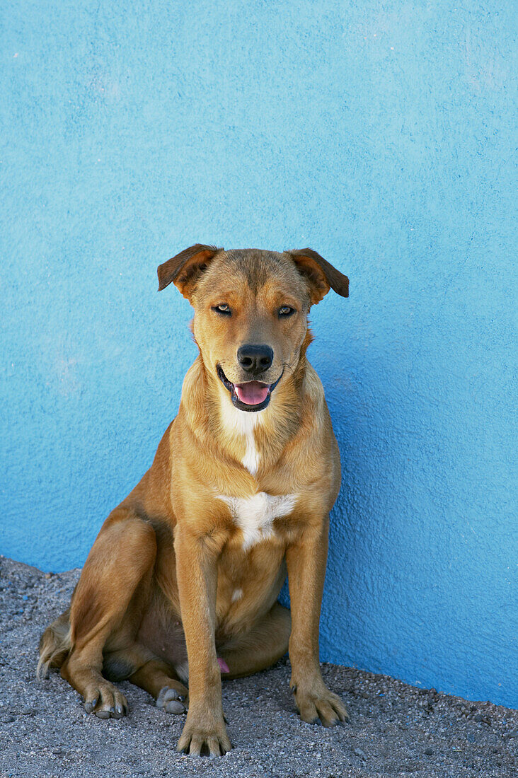 Mongrel dog sit in shade by bright blue stucco wall. La Paz. Mexico.